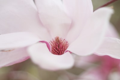 粉红花瓣花朵的特写选择性聚焦照片